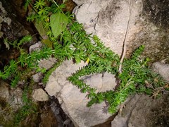 Galium mexicanum