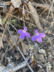 Lobelia aurita