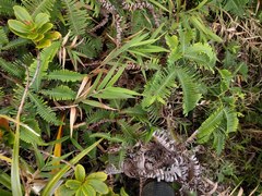 Isachne distichophylla