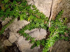Galium mexicanum