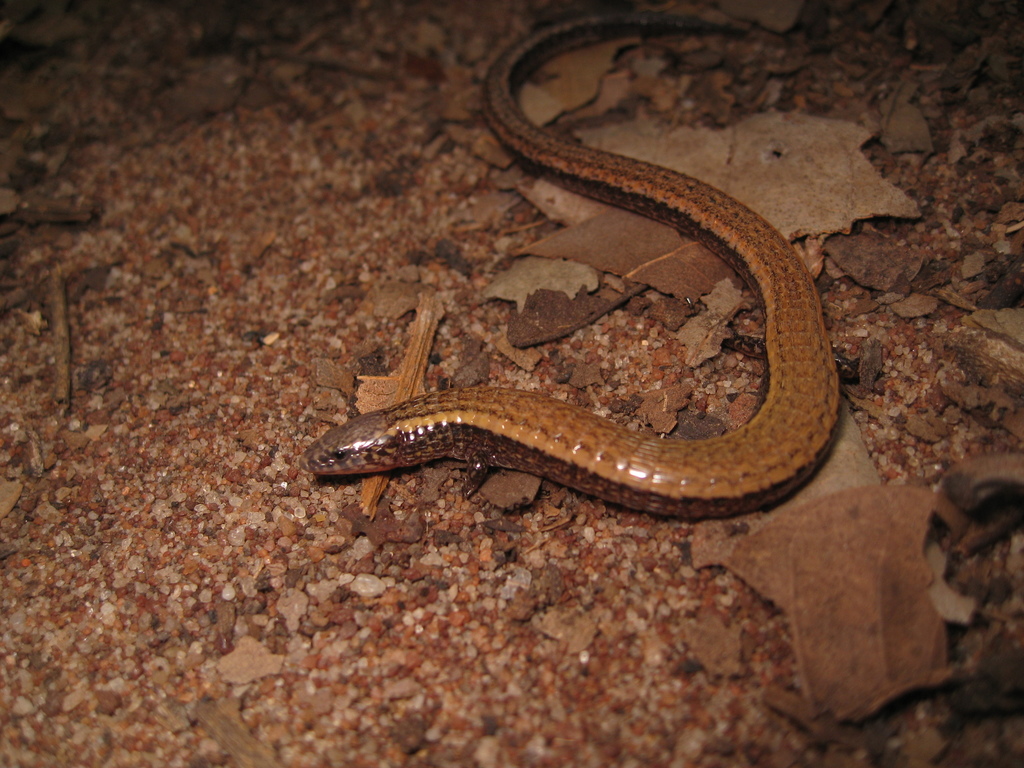 Vanzolini's Anotosaura