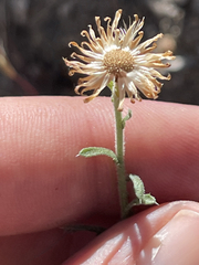 Xanthisma scabrellum