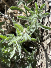 Xanthisma scabrellum