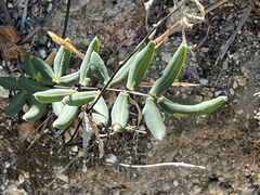 Pellaea ternifolia brandegeei