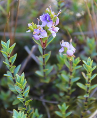 Veronica pimeleoides