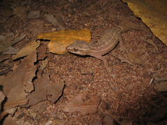 Hemidactylus brasilianus