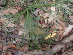 Schizaea