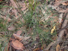 Schizaea