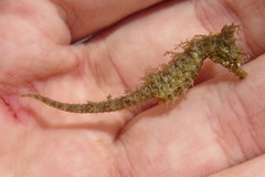Hippocampus zosterae