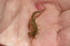 Hippocampus zosterae