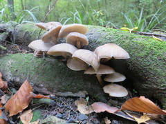 Armillaria novae-zelandiae
