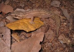 Hemidactylus brasilianus