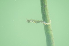 Hippocampus zosterae