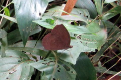 Godartiana muscosa