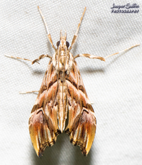 Rhectosemia