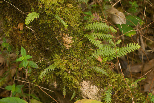 Graceful kihifern (Adenophorus pinnatifidus)