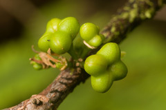 Melicope clusiifolia