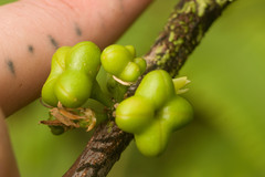 Melicope clusiifolia