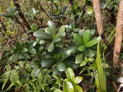 Melicope clusiifolia