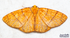 Periclina