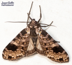 Elysius melanoplaga
