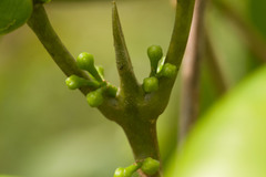 Melicope oahuensis