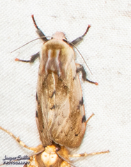 Palaeomolis metarhoda