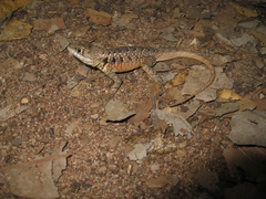 Tropidurus cocorobensis