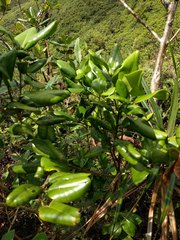 Melicope oahuensis