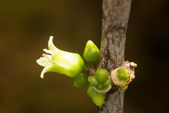 Melicope clusiifolia