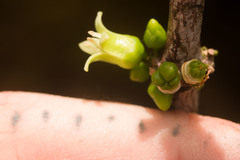 Melicope clusiifolia