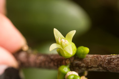Melicope clusiifolia