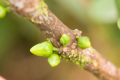 Melicope clusiifolia
