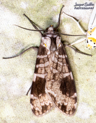 Elysius melanoplaga