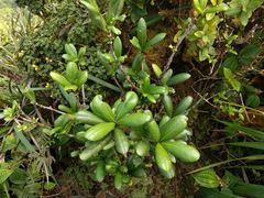 Melicope clusiifolia