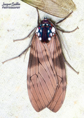 Amastus albipuncta