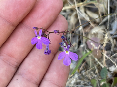Lobelia aurita
