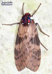 Amastus albipuncta