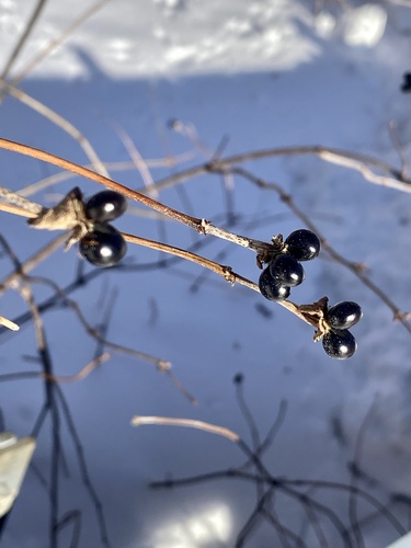 Rhodotypos scandens