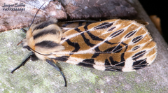 Hypercompe neurophylla