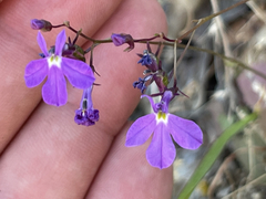 Lobelia aurita