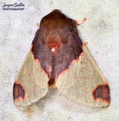 Pseudepimolis haemasticta