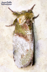 Disphragis manethusa
