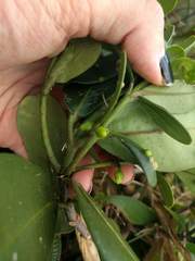 Melicope clusiifolia