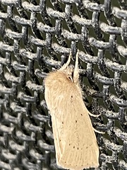 Bathytricha truncata