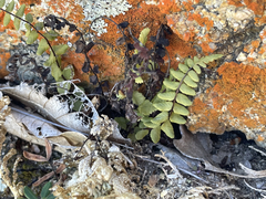 Asplenium blepharodes