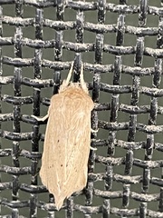 Bathytricha truncata