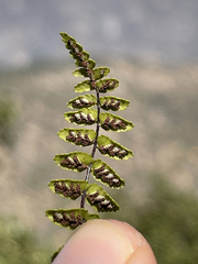 Asplenium blepharodes