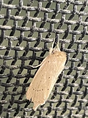 Bathytricha truncata