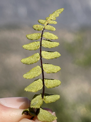 Asplenium blepharodes
